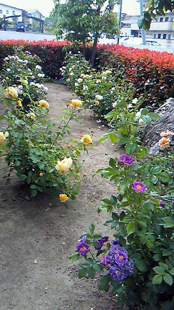 バラの花びら.jpg
