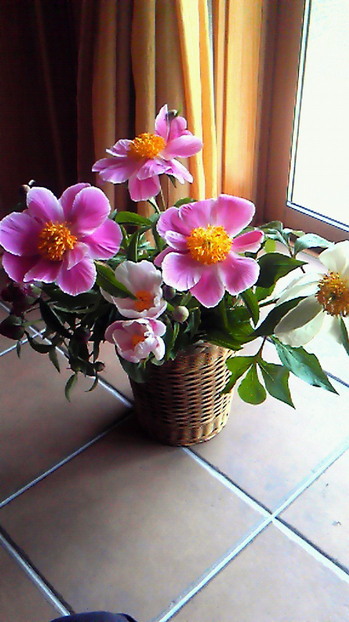 芍薬のはな.jpg
